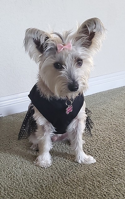  Daisy brings smiles to the homeless